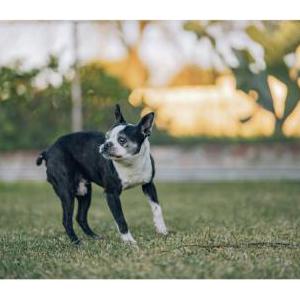 Image of Gibby, Lost Dog