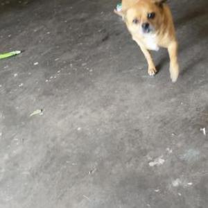 Image of Doc, Lost Dog