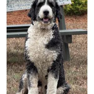 Image of Blu, Lost Dog