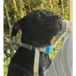 Image of Lucy, Lost Dog