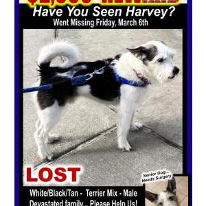 Image of Harvey, Lost Dog