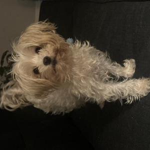 Image of Mama, Lost Dog