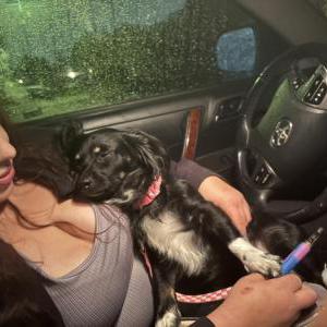 Image of Layla, Lost Dog