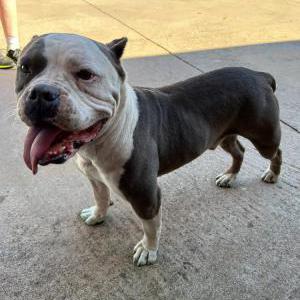 Image of Unknown, Found Dog
