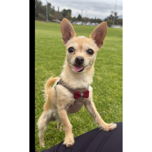 Image of Honey, Lost Dog