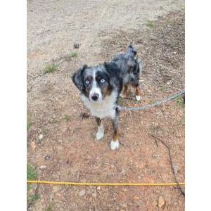 Image of Rocky, Lost Dog