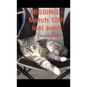 Image of Ashes, Lost Cat