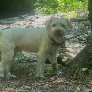 Image of Benji, Lost Dog