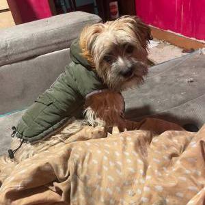 Image of Ella, Lost Dog
