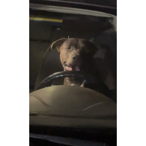 Image of CoCoa-Puffs, Lost Dog