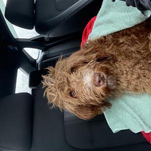 Image of Unknown, Found Dog