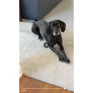 Image of Penny, Lost Dog