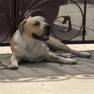 Image of Duckling, Found Dog