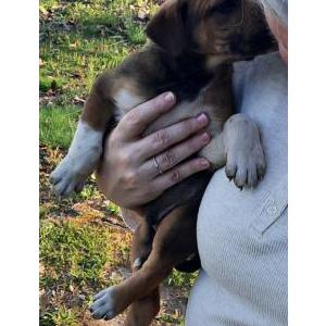 Found Dog unknown