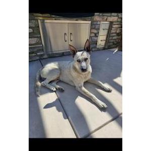 Image of Unknown, Found Dog