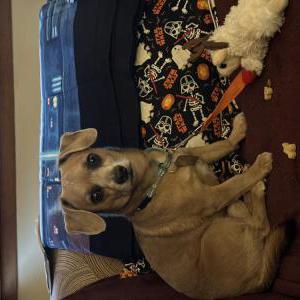 Image of Indy, Lost Dog