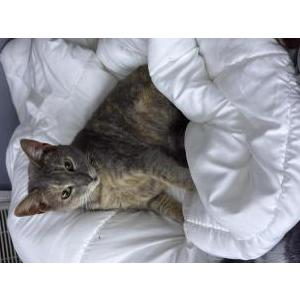 Image of Tole, Lost Cat