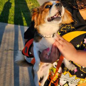 Image of Unknown, Lost Dog