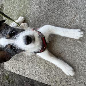 Image of Found Dog , Found Dog