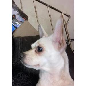 Image of Princess, Lost Dog