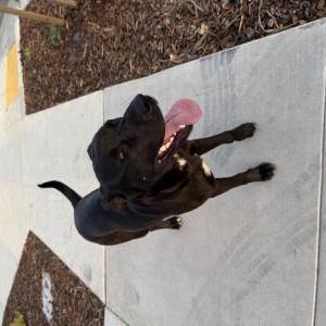 Image of Unknown, Found Dog