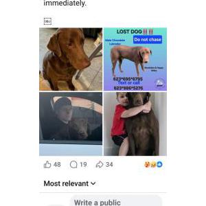 Lost Dog Moose