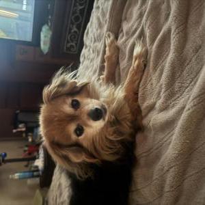 Image of Monty, Lost Dog