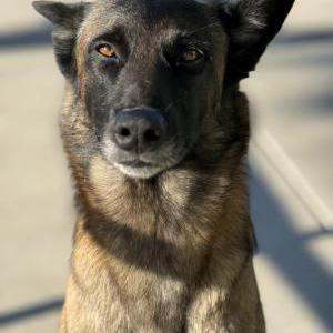 Image of Unknown, Found Dog