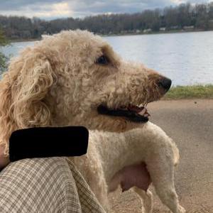 Lost Dog Unknown