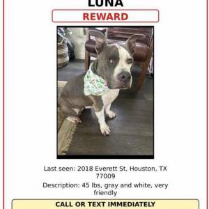 Lost Dog Luna