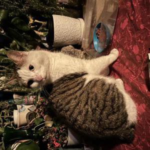 Image of Cielito, Lost Cat