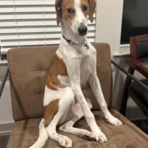 Image of Biscuits, Lost Dog