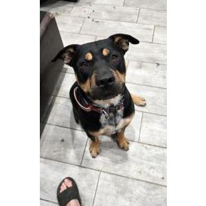 Image of Apollo, Lost Dog