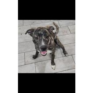 Image of Percy, Lost Dog