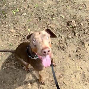 Image of Zatanna, Lost Dog