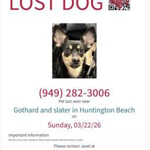Image of Sofie Scolaro, Lost Dog