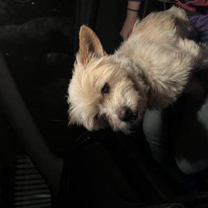 Image of unknown, Found Dog