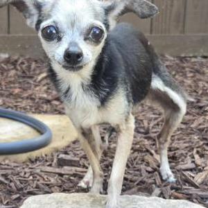 Found Dog Unknown
