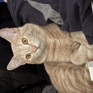 Image of Garfield, Lost Cat