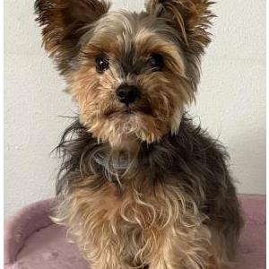 Image of Festus, Lost Dog