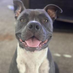 Image of Gorda, Lost Dog