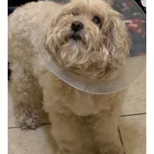 Lost Dog Molly