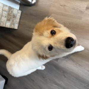 Lost Dog Unknown