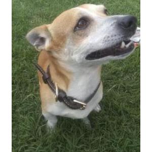 Image of Chubbz, Lost Dog