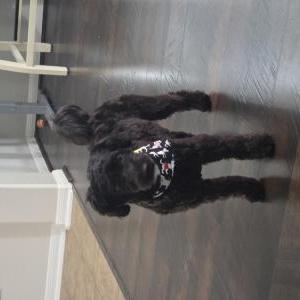Found Dog unknown