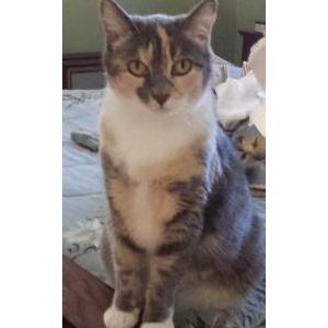 Lost Cat Bella