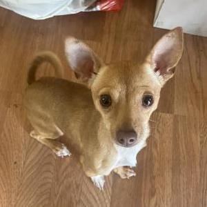 Image of Icy, Lost Dog