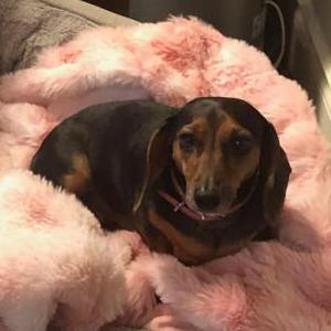 Image of HOLLY, Lost Dog