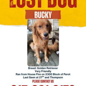 Image of Bucky, Lost Dog