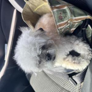 Image of Luna, Lost Dog